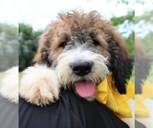 Poodle (Standard)-Saint Berdoodle Mix Puppy for sale in HOLDEN, MO, USA
