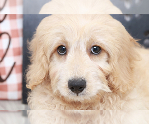 Goldendoodle (Miniature) Puppy for sale in MARIETTA, GA, USA