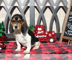 Beagle Puppy for sale in BLOOMINGTON, IN, USA