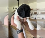 Puppy Rupert English Springer Spaniel