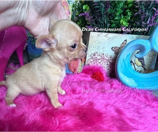 Medium Photo #4 Chihuahua Puppy For Sale in TRACY, CA, USA