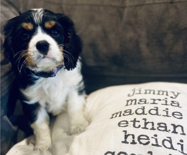 Medium Photo #1 Cavalier King Charles Spaniel Puppy For Sale in MIDDLEVILLE, MI, USA