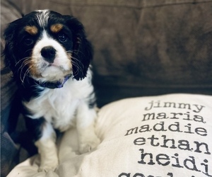Cavalier King Charles Spaniel Puppy for sale in MIDDLEVILLE, MI, USA