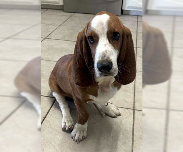 Medium Photo #1 Basset Hound Puppy For Sale in Deepwater, NJ, USA