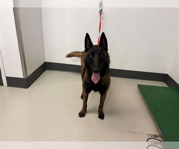 Medium Photo #1 Mutt Puppy For Sale in Corona, CA, USA