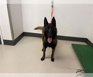 Mutt Dogs for adoption in Corona, CA, USA