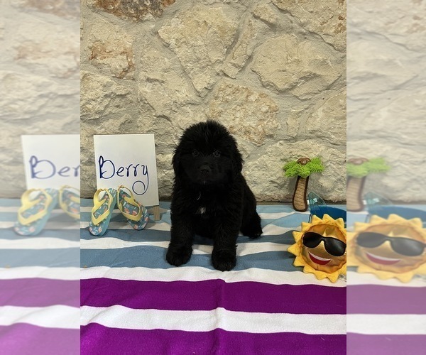 Medium Photo #2 Bernefie (pronounced burn-ah-fee) Puppy For Sale in SPRING BRANCH, TX, USA