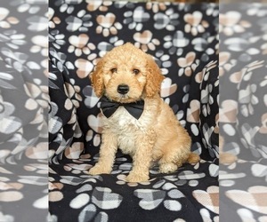 Aussiedoodle Miniature Puppy for sale in OXFORD, PA, USA