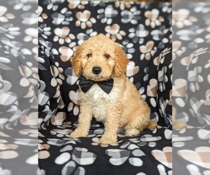 Medium Aussiedoodle Miniature 