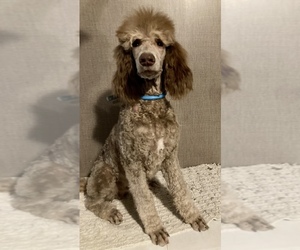 Poodle (Standard) Puppy for sale in SPEARMAN, TX, USA