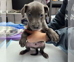 Small #4 American Pit Bull Terrier Mix