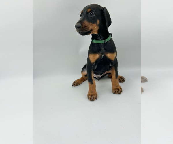 Medium Photo #10 Doberman Pinscher Puppy For Sale in RIVERDALE, MD, USA
