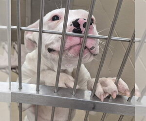 Mutt Dogs for adoption in Decatur, IL, USA