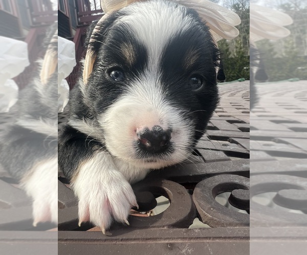 Medium Photo #1 Miniature American Shepherd Puppy For Sale in BERLIN, MA, USA