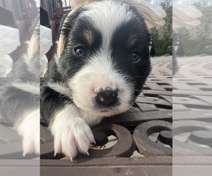 Miniature American Shepherd Puppy for sale in BERLIN, MA, USA