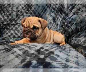 English Bulldog Puppy for sale in STRAFFORD, MO, USA