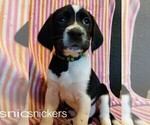 Puppy 2 German Shorthaired Lab