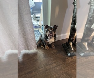 English Bulldog Puppy for sale in DELTONA, FL, USA