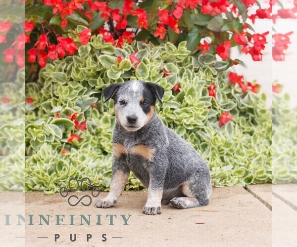 Medium Photo #3 Australian Cattle Dog Puppy For Sale in ATGLEN, PA, USA