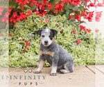 Small #2 Australian Cattle Dog