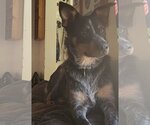 Small Photo #2 Mutt Puppy For Sale in Kenosha, WI, USA