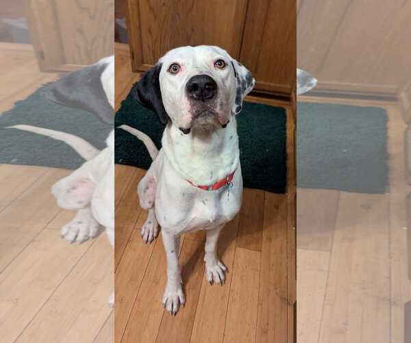 Medium Photo #2 Great Dane-Labrador Retriever Mix Puppy For Sale in Plainfield, IL, USA