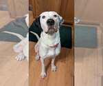 Small #1 Great Dane-Labrador Retriever Mix