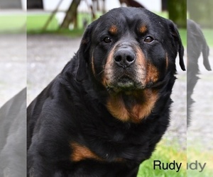 Father of the Rottweiler puppies born on 04/07/2025