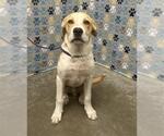 Small Labrador Retriever Mix