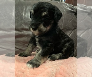 Schnauzer (Miniature) Puppy for sale in CO SPGS, CO, USA