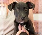 Small Labrador Retriever Mix