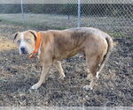 Small #5 American Pit Bull Terrier Mix