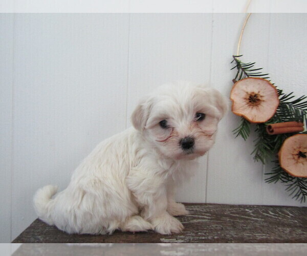 Medium Photo #2 Maltipoo (Miniature) Puppy For Sale in SUGARCREEK, OH, USA