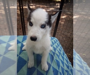 Siberian Husky Puppy for sale in FLORENCE, SC, USA