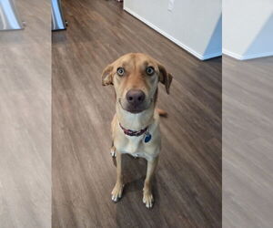 Labrador Retriever-Unknown Mix Dogs for adoption in The Woodlands, TX, USA