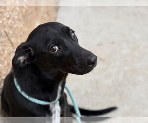 Greyhound-Unknown Mix Dogs for adoption in Tulsa, OK, USA