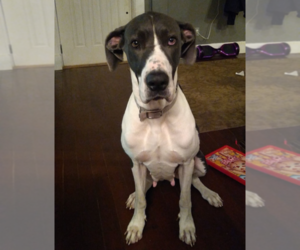 Mother of the Great Dane puppies born on 12/12/2024