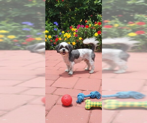 Medium Photo #4 Shih Tzu Puppy For Sale in Weston, FL, USA