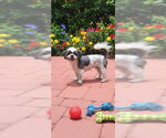Small #3 Shih Tzu