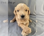 Small Goldendoodle