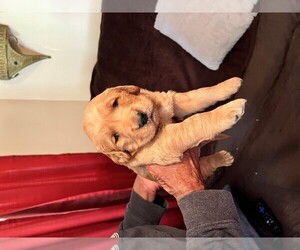 Golden Retriever Puppy for sale in NEWNAN, GA, USA