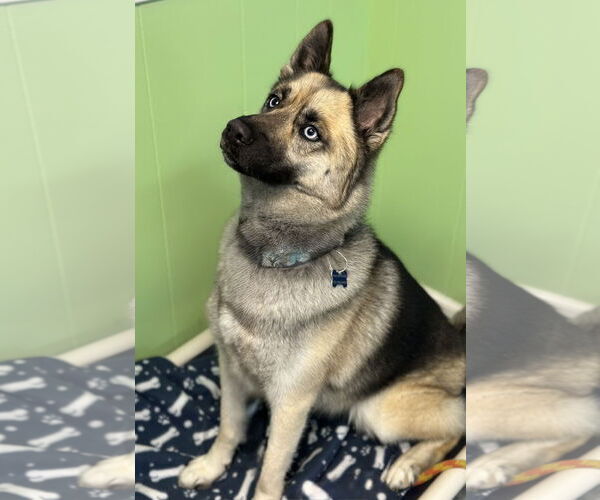 Medium Photo #1 Gerberian Shepsky Puppy For Sale in Spring Lake, NJ, USA