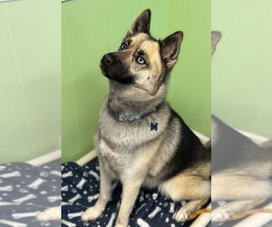 Gerberian Shepsky Dogs for adoption in Spring Lake, NJ, USA