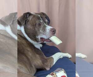 FERGAL aka RAMBO - Male Mutt Dog for Adoption - Photo #6