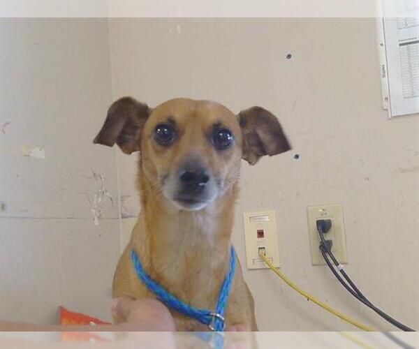 Medium Photo #1 Chihuahua-Unknown Mix Puppy For Sale in Sacramento, CA, USA