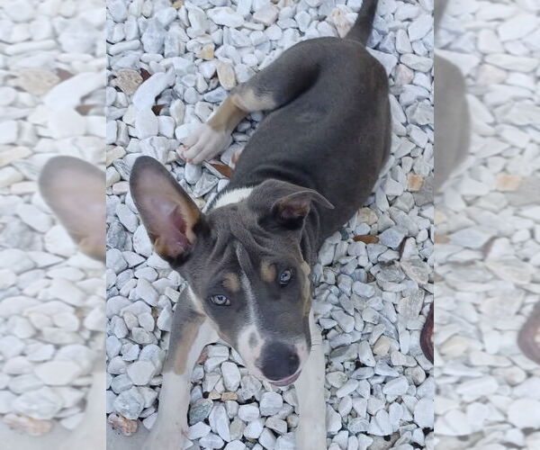 Medium Photo #4 Great Dane-Unknown Mix Puppy For Sale in Valrico, FL, USA