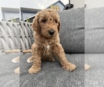 Small #1 Goldendoodle