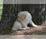 Small Photo #7 Goldendoodle Puppy For Sale in LIVE OAK, FL, USA