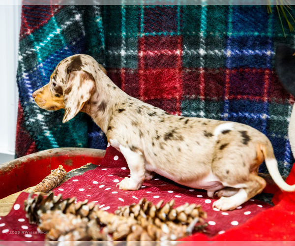 Medium Photo #4 Dachshund Puppy For Sale in WAKARUSA, IN, USA
