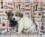 Small Photo #5 Great Pyrenees Puppy For Sale in LAKELAND, FL, USA